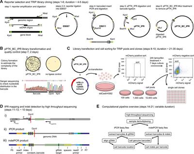 Protocol: A Multiplexed Reporter Assay to Study Effects of Chromatin Context on DNA Double-Strand Break Repair